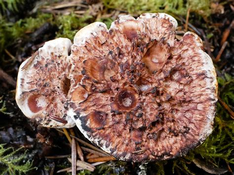 California Fungi: Hydnellum peckii