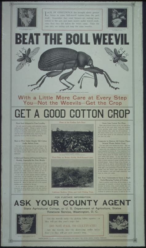 Boll Weevils and Beyond: Extension Entomology - UF/IFAS Communications