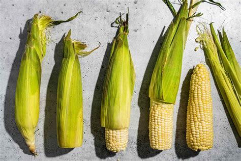 How To Store Shucked Corn | Storables