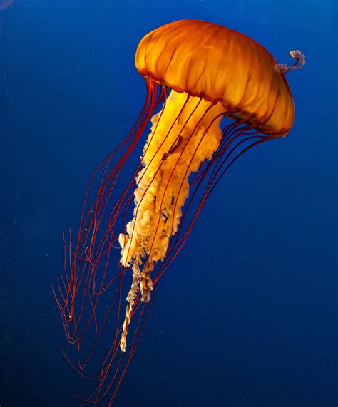 Pacific Sea Nettle | Cool sea creatures, Beautiful sea creatures, Ocean animals