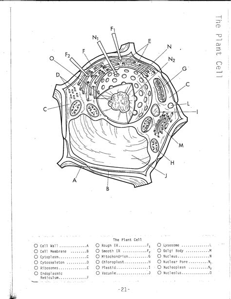 Animal Cells Drawing at GetDrawings | Free download