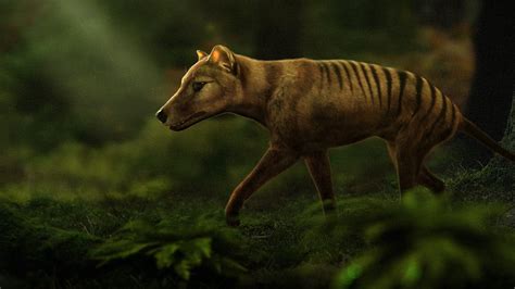 Tasmanian tiger resurrection? Scientists try to revive extinct species