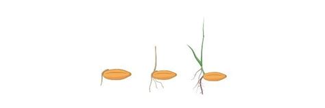 Seed Dormancy: Germination, Definition, and Mechanism