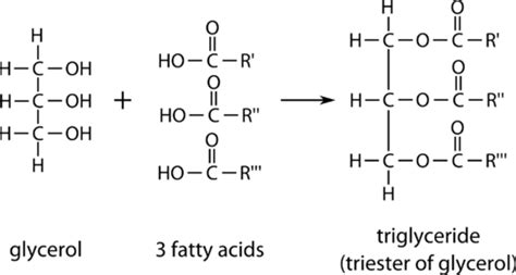 14.2: Lipids and Triglycerides - Chemistry LibreTexts