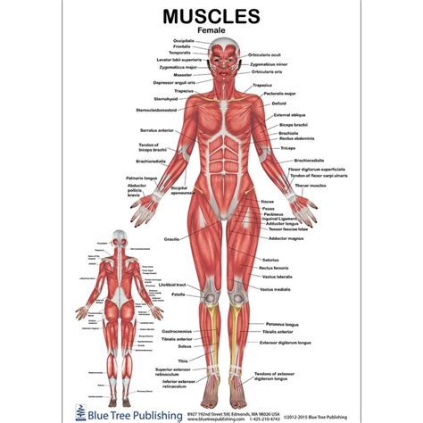 Muscles Female and Male Anatomical Chart