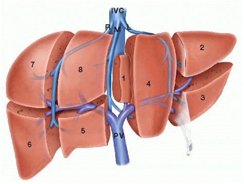 Surgical Anatomy of the Liver | Basicmedical Key