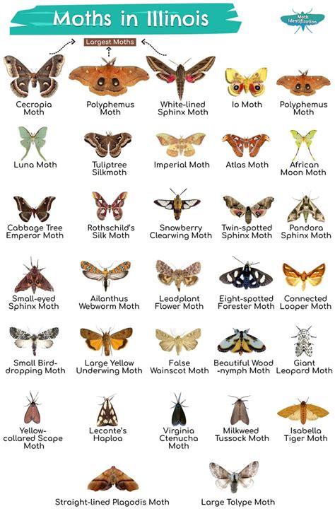 Types of Moths in Illinois