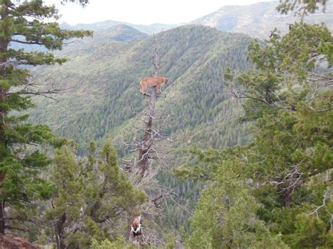 Mountain Lion | Wildlife habitat, Mountain lion, Wildlife