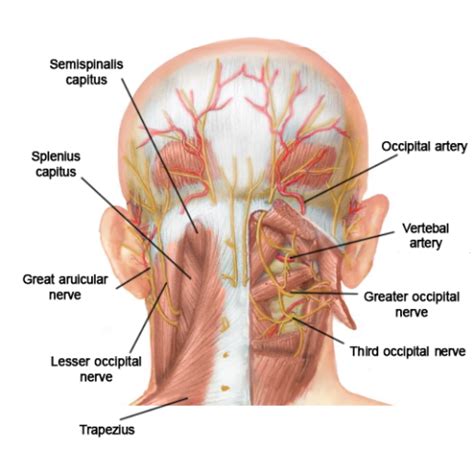 Occipital Nerve Block Reviews - mapasgmaes