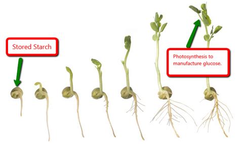 Starch In Plants