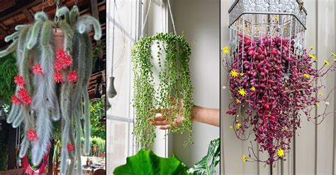 12 Beautiful Hanging Succulents You Can Grow in India • India Gardening