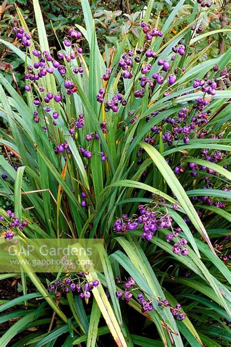 Dianella tasmanica -... stock photo by Clive Nichols, Image: 0094420