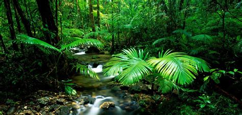 Daintree Rainforest Weather