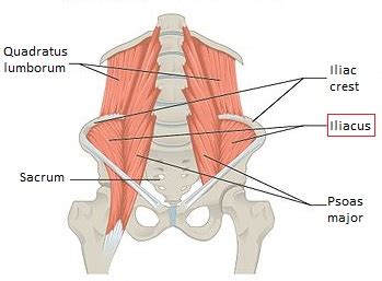 Iliacus Muscle Dysfunction: Symptoms & Injuries | Study.com