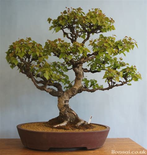 Silver Birch Bonsai - Greenwood Bonsai Studio