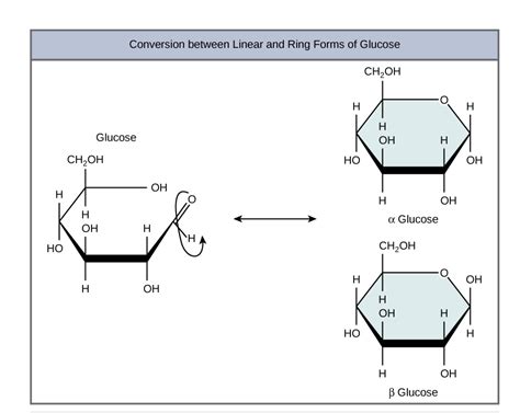 Difference Monosaccharide, Disaccharide, Polysaccharide