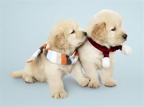 Download Baby Animal Puppy Dog Animal Golden Retriever 4k Ultra HD ...