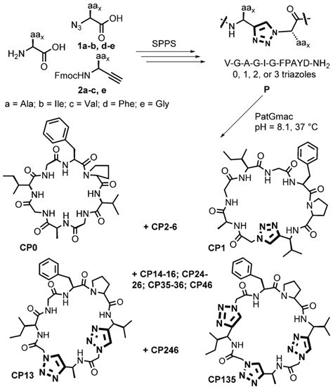 Scheme 1. Synthesis of triazole-containing cyclic peptides. | Download ...