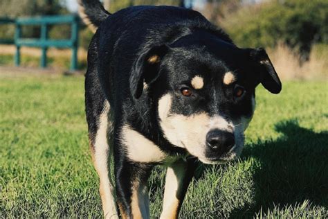 Pitbull Husky Rottweiler Mix