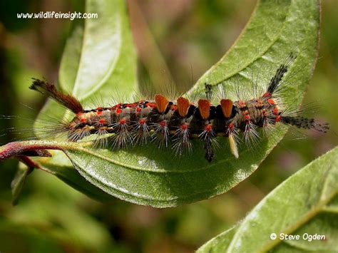 The Vapourer caterpillar and moth Moth Orgyia antigua