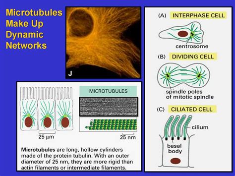 The Cytoskeleton: Intermediate Filaments and Microtubules - online presentation