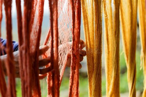 Cotton Yarn,Dyeing Color from Natural,Dyeing Silk, Using Traditional Natural Materials, Raw ...