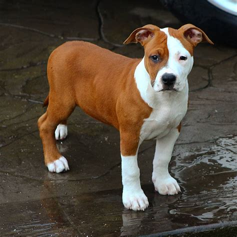 14 Interesting Facts About American Staffordshire Terriers | PetPress