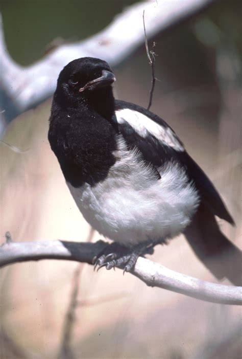 Common Birds of Scotts Bluff National Monument (U.S. National Park Service)