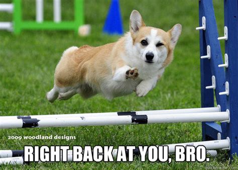 Right back at you, bro. - Ridiculously Photogenic Dog - quickmeme