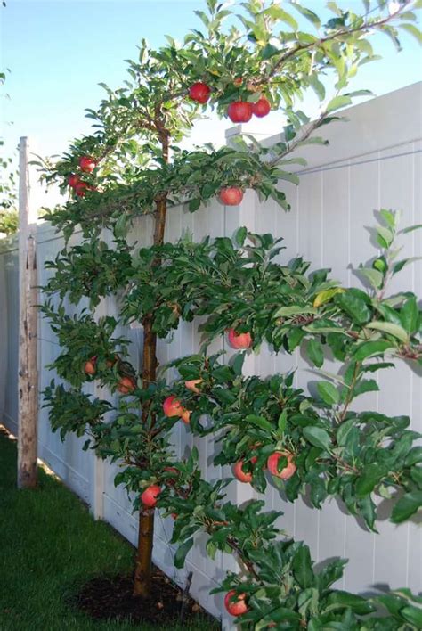 How to Grow Espalier Fruit Trees