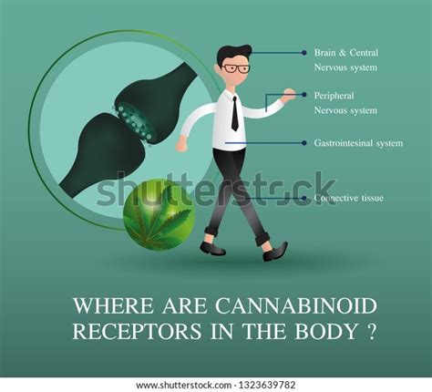 Where Cannabinoid Receptors Bodyvector Infographic On Stock Vector (Royalty Free) 1323639782