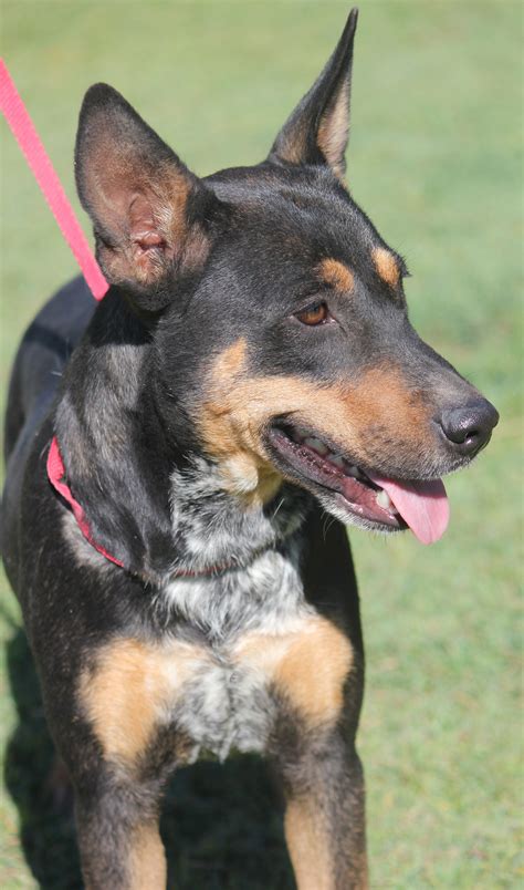 Maude - Medium Female Kelpie x Blue Heeler Mix Dog in WA - PetRescue