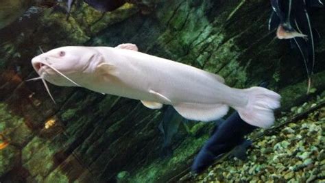 Albino catfish | Albino, Fish pet, Animals