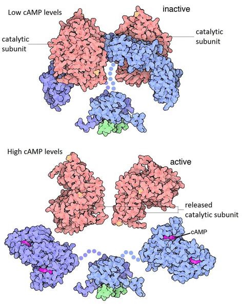 Protein Kinase A - Creative Enzymes