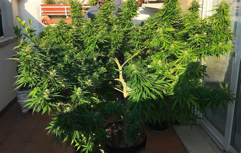 Best Flowering Stage Tips for Cannabis | Flowering Stage Week By Week