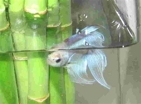 Betta and Bamboo | Indoor pets, Betta fish, Fish