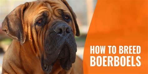 How To Breed Boerboels – History, Health Concerns, Breeding & FAQs