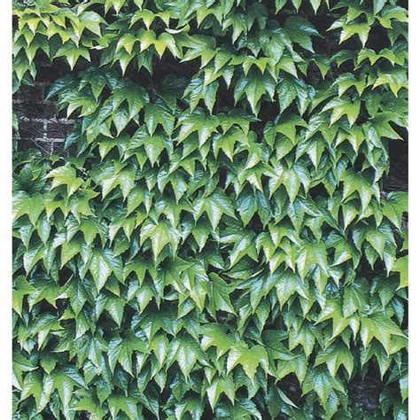 Shop Monrovia 3-Quart Green Showers Boston Ivy Plant (L6208) at Lowes.com