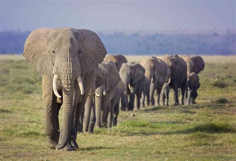 13 Fascinating Facts About Elephants