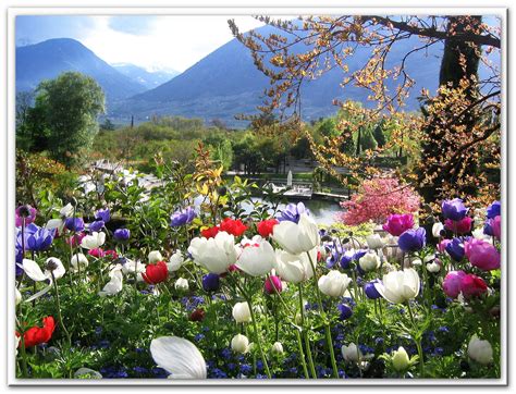 Frühling in Südtirol Foto & Bild | pflanzen, pilze & flechten, blüten- & kleinpflanzen ...