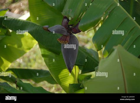 bananas, sweetly, green, iron, sugar, copper, bananas, magnesium, phosphorus Stock Photo - Alamy