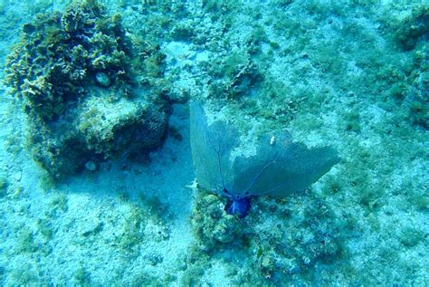 More Cozumel : r/snorkeling