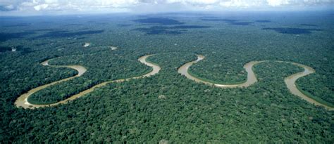 Life-sustaining value of Earth’s forests highlighted on International Day of Forests | WWF