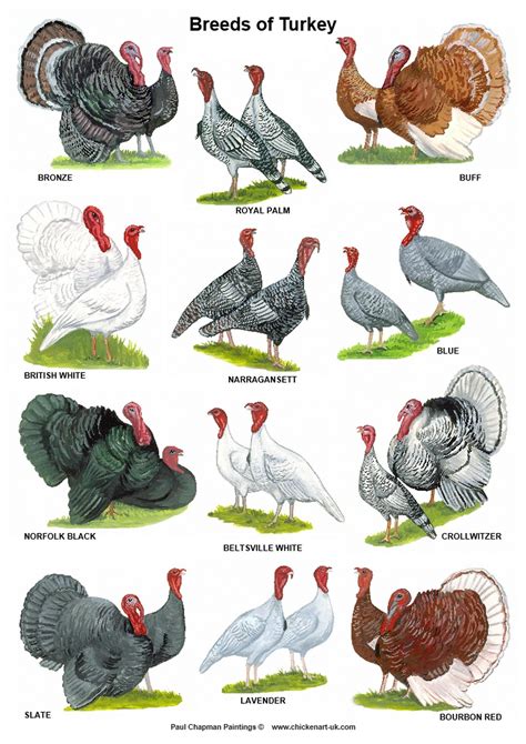 A4 Posters. Breeds of Turkey - Etsy | Raising farm animals, Raising ...