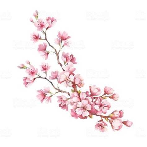 Branch of cherry blossoms. Hand draw watercolor illustration. | Fleur de cerisier, Comment ...