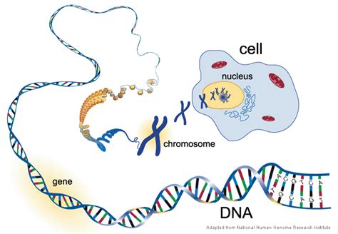 Genes, chromosomes, base pairs and the 23 pairs | Human genome, Genome project, Chromosome