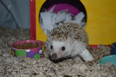 hedgehog with cast – PROSPER Magazine