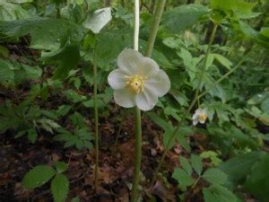 Mayapple - Podophyllum peltatum - TradersCreek.com