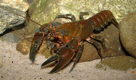 Three new species of Australian crayfish found - Australian Geographic