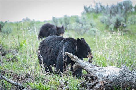 Wildlife in Yellowstone National Park - Best Photo Spots